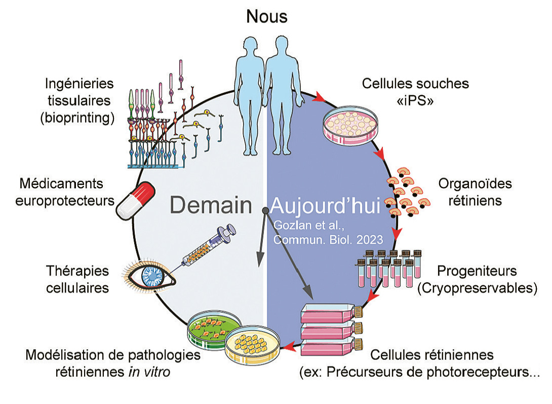 Production de cellules rétiniennes